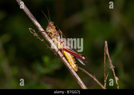 Red-gambe Locust Foto Stock