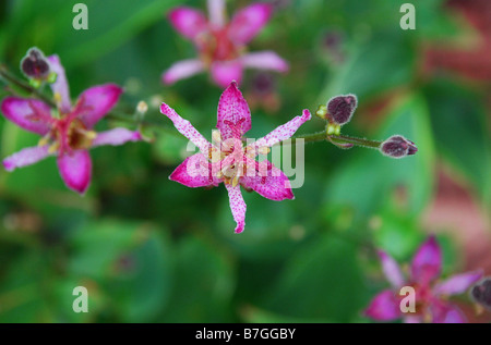 Giglio Rospo Rospo, gigli, (TRICYRTIS FORMOSANA) nel giardino fiorito, IOWA USA Foto Stock