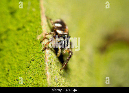 Zebra Spider (Salticus scenicus) Jumping Spider (Salticidae) sul palo da recinzione. Regno Unito. Kent. Maggio Foto Stock