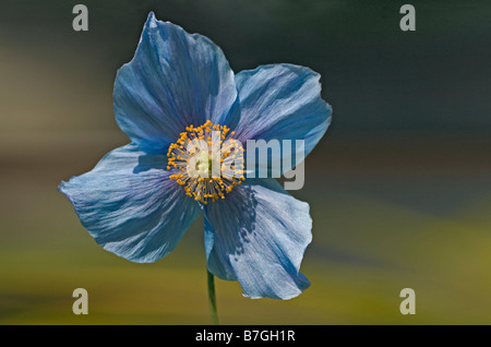 Meconopsis Sheldoni - Blu Himalayan Poppy Foto Stock