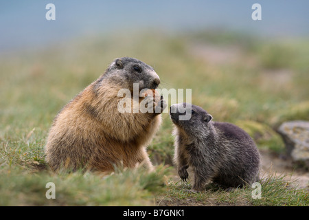 Alpine marmotta (Marmota marmota). Guardare la giovane madre di mangiare Foto Stock