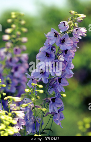 Giardino Larkspur (Delphinium elatum), varietà: Lanzentraeger, fioritura Foto Stock