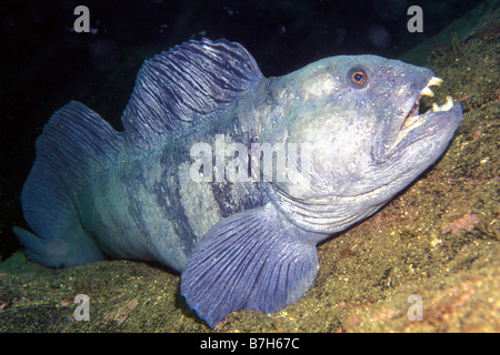 Lupo di mare (Anarhichas lupus). La robusta dentatura sono usati per frantumare le cozze Foto Stock