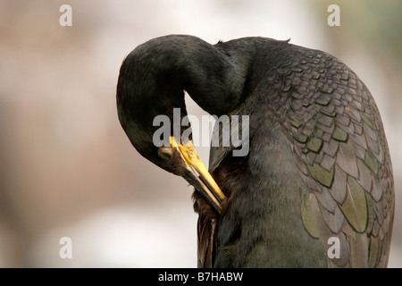 Il marangone dal ciuffo, phalacrocorax aristotelis, preening ritratto. Farne isole, REGNO UNITO Foto Stock