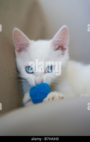 Gattino bianco con occhi blu con una sfera blu Foto Stock