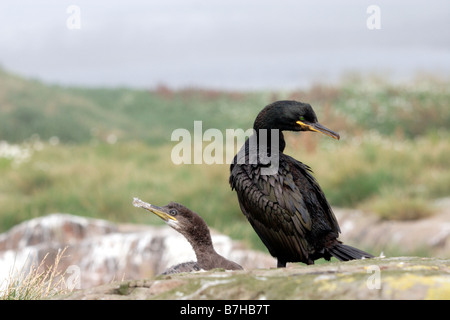 Il marangone dal ciuffo, phalacrocorax aristotelis, con i capretti sul nido. Farne isole, REGNO UNITO Foto Stock