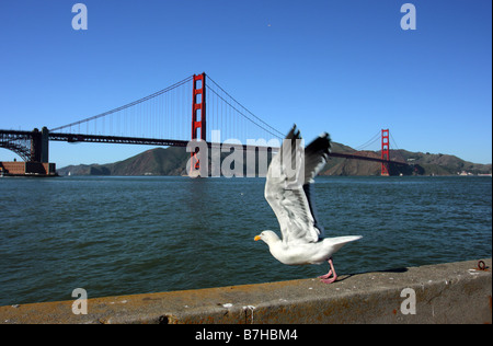 Un gabbiano decollare su una parete di fronte al Golden Gate Bridge di San Francisco, CA (USA) Foto Stock