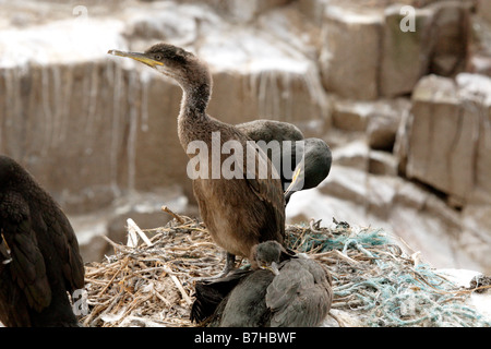 Il marangone dal ciuffo, phalacrocorax aristotelis, con i giovani sul nido. Farne isole, REGNO UNITO Foto Stock