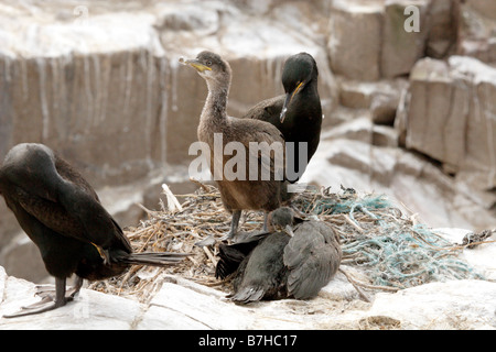 Il marangone dal ciuffo, phalacrocorax aristotelis, con i giovani sul nido. Farne isole, REGNO UNITO Foto Stock