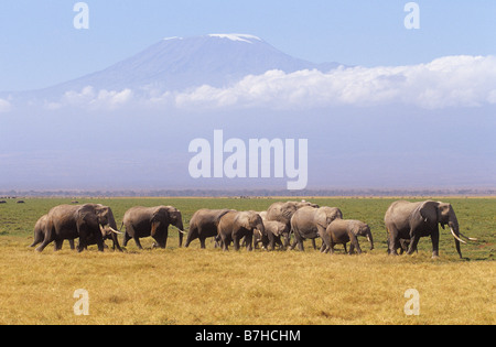 Gli elefanti africani - allevamento / Loxodonta africana Foto Stock
