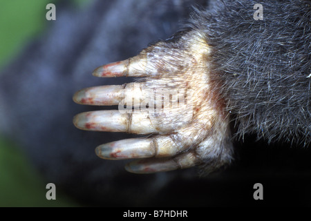 Unione Mole (Talpa europaea) close-up di zampa di scavo Foto Stock