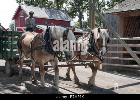 Il team di cavalli tirando un carro in Heritage Park a Calgary, Alberta. Foto Stock