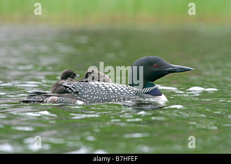 Loon comune e neonati Foto Stock