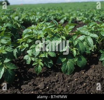 Immaturo raccolto di patate sul crinale in un campo Fenland Foto Stock