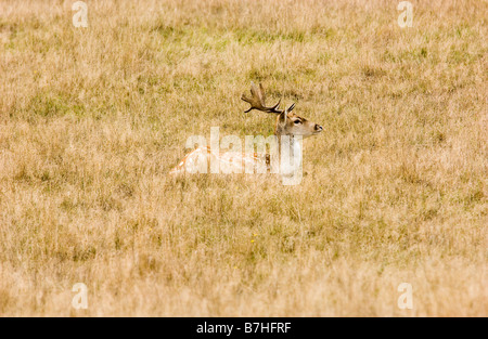 Daino dama dama con un bel set di palchi fotografato in Petworth Park Sussex Foto Stock