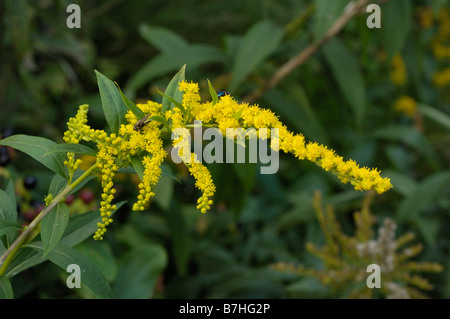 Inizio Oro, Solidago gigantea Foto Stock