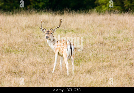 Daino dama dama con un bel set di palchi fotografato in Petworth Park Sussex Foto Stock