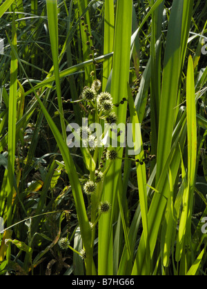 Ramificato Bur-reed, sparganium erectum Foto Stock