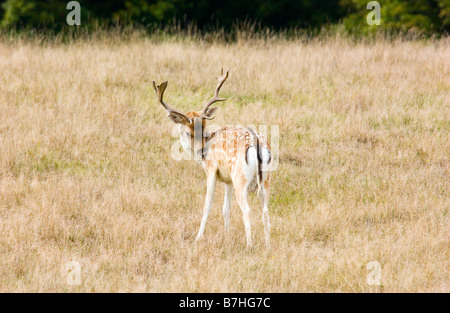 Daino dama dama con un bel set di palchi fotografato in Petworth Park Sussex Foto Stock