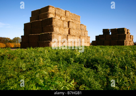 Giant Haystacks e campo di carote,Norfolk,East Anglia,Gran Bretagna,l'Inghilterra,UK. Foto Stock