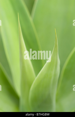 Agave attenuata Foto Stock