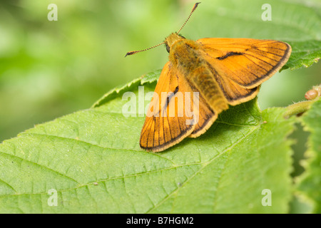 Grande skipper butterfly Foto Stock