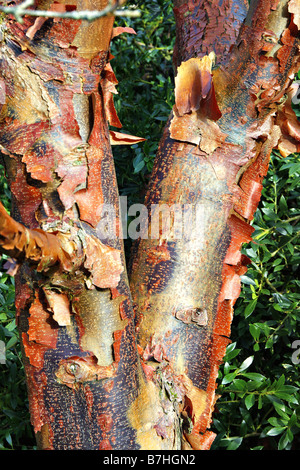 ACER GRISEUM AGM Foto Stock