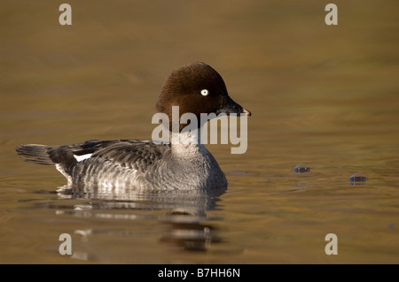 Goldeneye Bucephala clangula femmina Foto Stock