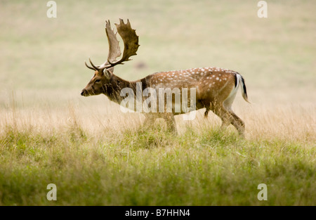 Daino dama dama con un bel set di palchi fotografato in Petworth Park Sussex Foto Stock