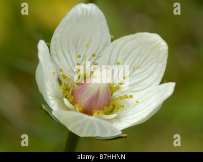 Erba del Parnaso, parnassia palustris Foto Stock