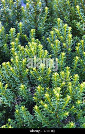 OZOTHAMNUS LEDIFOLIUS AGM Foto Stock