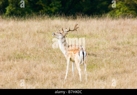 Daino dama dama con un bel set di palchi fotografato in Petworth Park Sussex Foto Stock