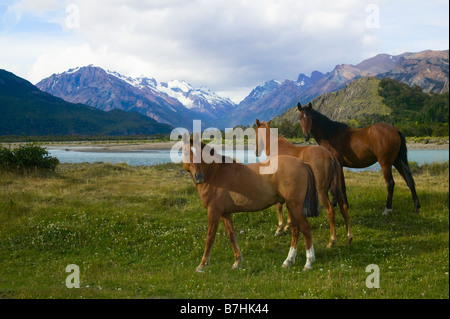 I cavalli pascolano sul prato da ghiacciaio acqua con valle dietro il parco nazionale Los Glaciares in Argentina Foto Stock