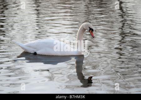 Cigno sul fiume Tweed a Kelso in Scozia Foto Stock