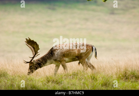 Daino dama dama con un bel set di palchi fotografato in Petworth Park Sussex Foto Stock