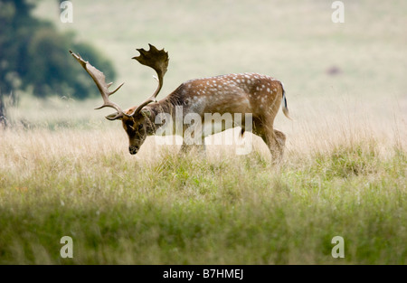 Daino dama dama con un bel set di palchi fotografato in Petworth Park Sussex Foto Stock