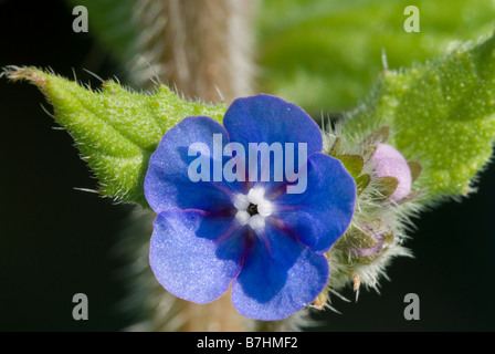 Verde (Alkanet Pentaglottis sempervirens) unico fiore Foto Stock