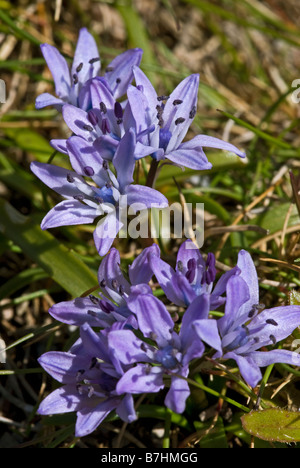 La molla Squill (Scilla verna) gruppo di fiori Foto Stock