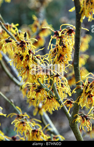 HAMAMELIS X INTERMEDIA VESNA AGM Foto Stock