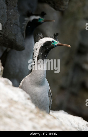 Avvistato shag (Stictocarbo punctatus) adulto arroccato su una cengia rocciosa entro una colonia. Penisola di Banks, Nuova Zelanda Foto Stock