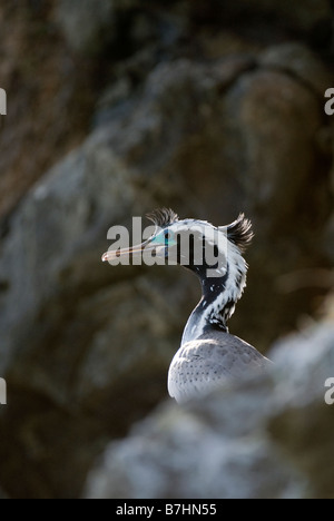 Avvistato shag (Stictocarbo punctatus) adulto arroccato su una cengia rocciosa entro una colonia. Penisola di Banks, Nuova Zelanda Foto Stock