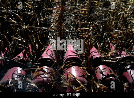 Vista dalla cabina della mietitrebbia per mais durante la raccolta di mais. Foto Stock