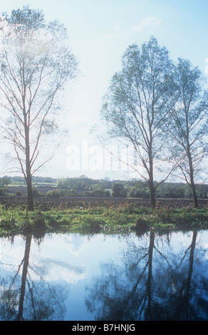 Autunno vista panoramica del pioppo nero alberi sulla riva del fiume Chelmer vicino Chelmsford con riflessioni e i campi al di là Foto Stock