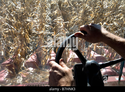 Vista da dietro il volante di una mietitrebbia per mais. Foto Stock