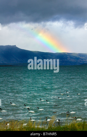 Collo Nero Swans (Cygnus melancoryphus) sul lago arcobaleno di Monte Parco Nazionale Torres del Paine Patagonia Cile Foto Stock