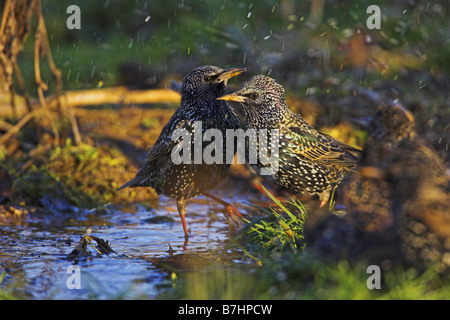 Starling comune (Sturnus vulgaris), gregge di balneazione, in Germania, in Renania Palatinato Foto Stock