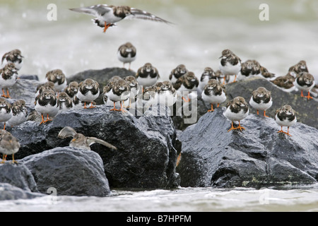 Voltapietre (Arenaria interpres), gregge appoggiato sulle pietre al mare, Paesi Bassi, Texel Foto Stock