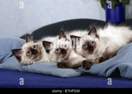 Ragdoll (Felis silvestris f. catus), Tre Micetti Foto Stock