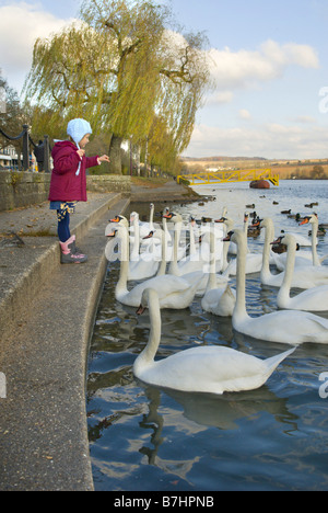 Cigno (Cygnus olor), piccola ragazza alimentando i cigni sul fiume Mosel in inverno, Lussemburgo, Schengen Foto Stock
