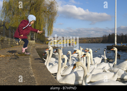 Cigno (Cygnus olor), piccola ragazza alimentando i cigni sul fiume Mosel in inverno, Lussemburgo, Schengen Foto Stock